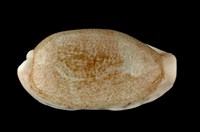 藏品(清齒寶螺)的圖片